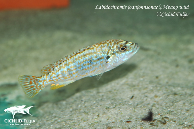 Labidochromis joanjohnsonae 'Mbako Bay'